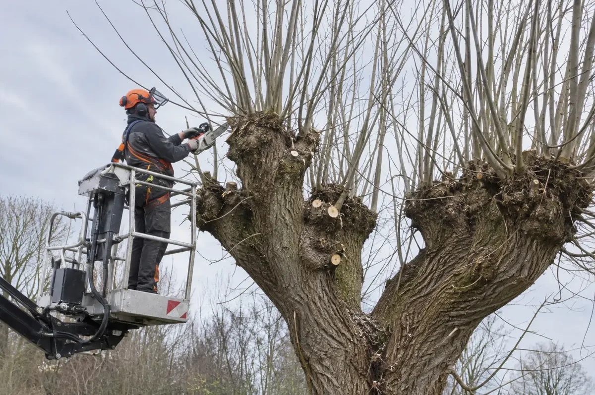 Arborist in an elevated access platform cutting willow regrowth at established swollen pollard heads.